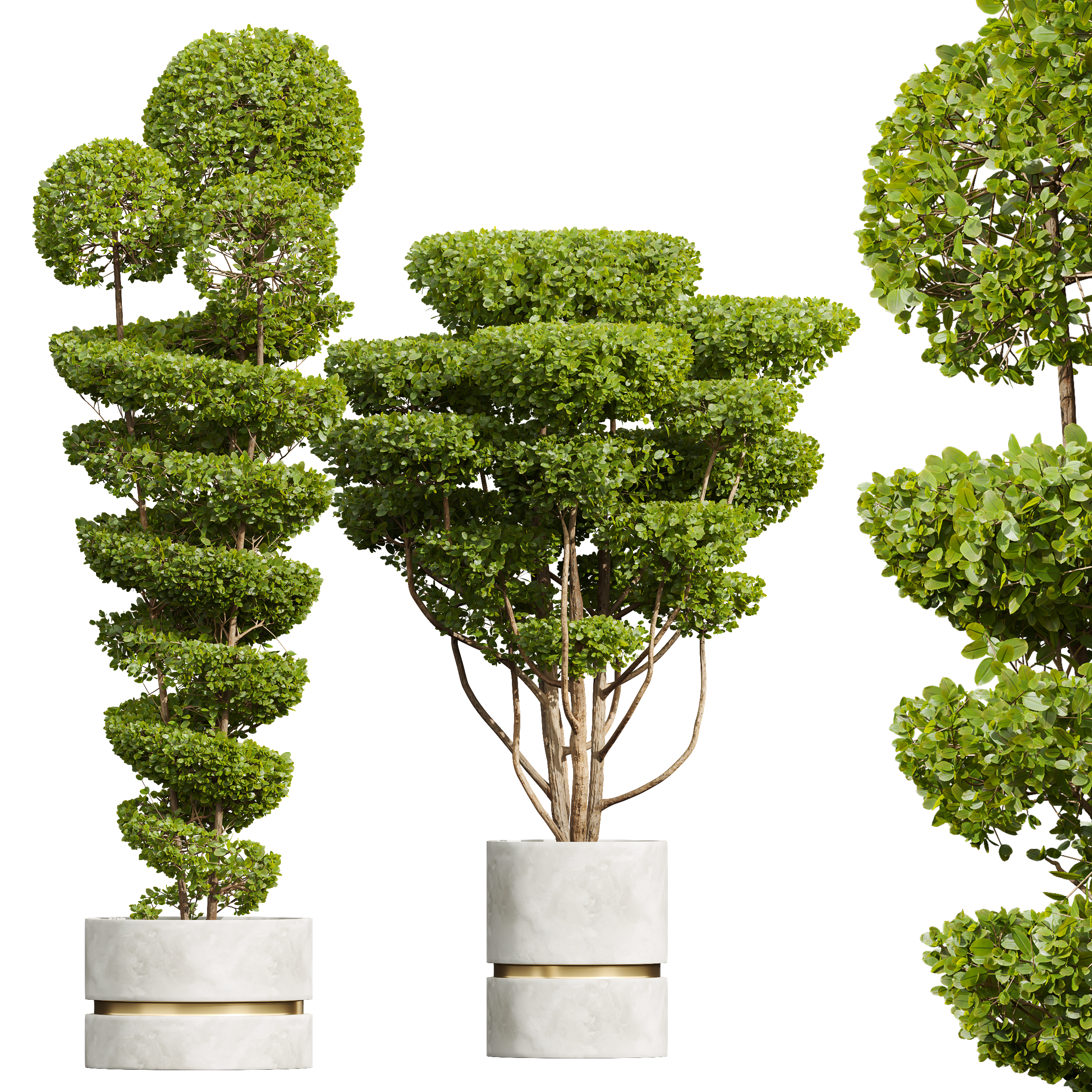 New Plant Ficus Concinna Bonsai Pruned Pot